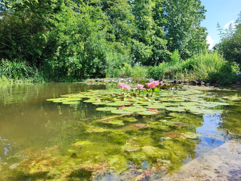Laghetto con ninfee - Relais Corte Guastalla Apartments Ninfee in fiore nel laghetto ornamentale del parco del Relais Corte Guastalla Apartments vicino al Lago di Garda